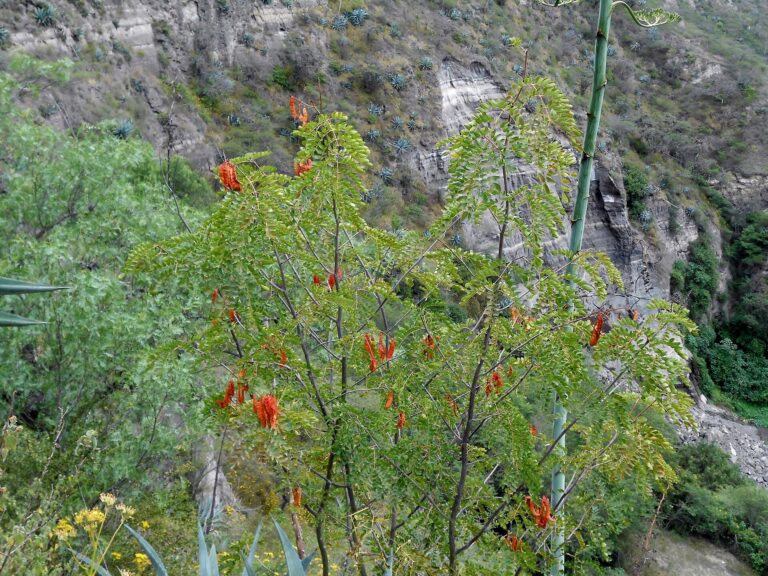 Flores del cañón del Chiche